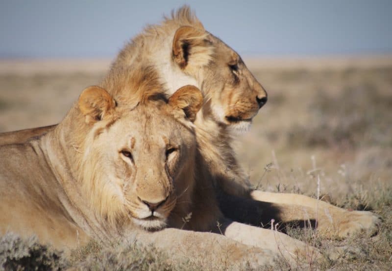 lions etosha national park