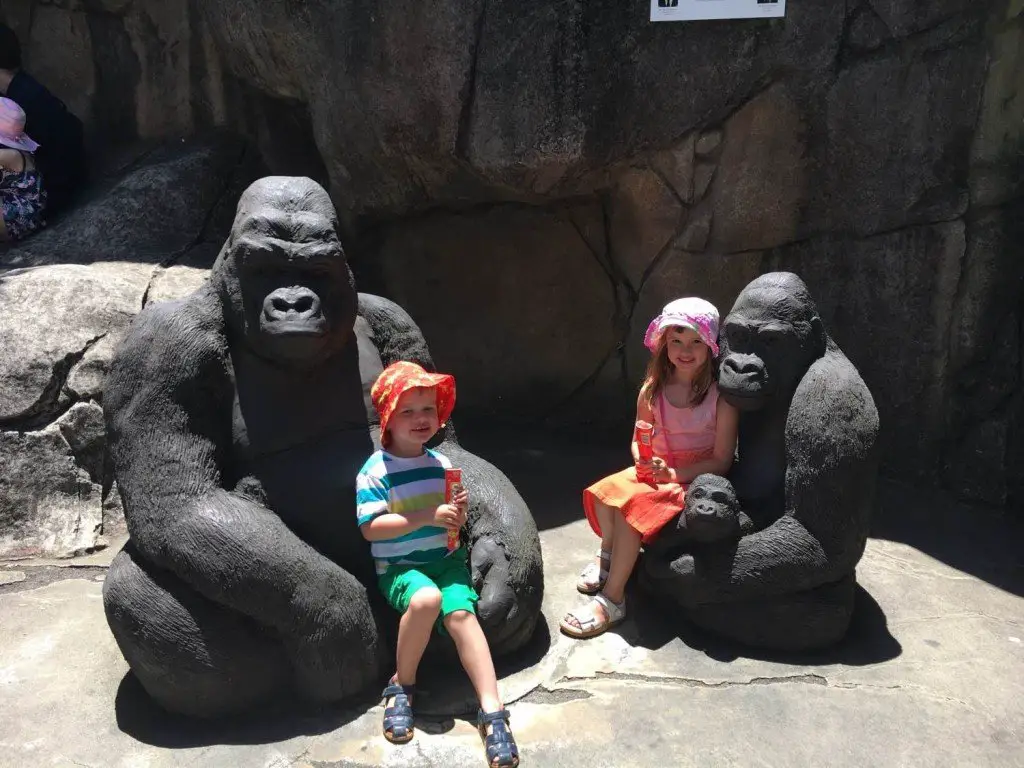 Hanging out with the gorillas