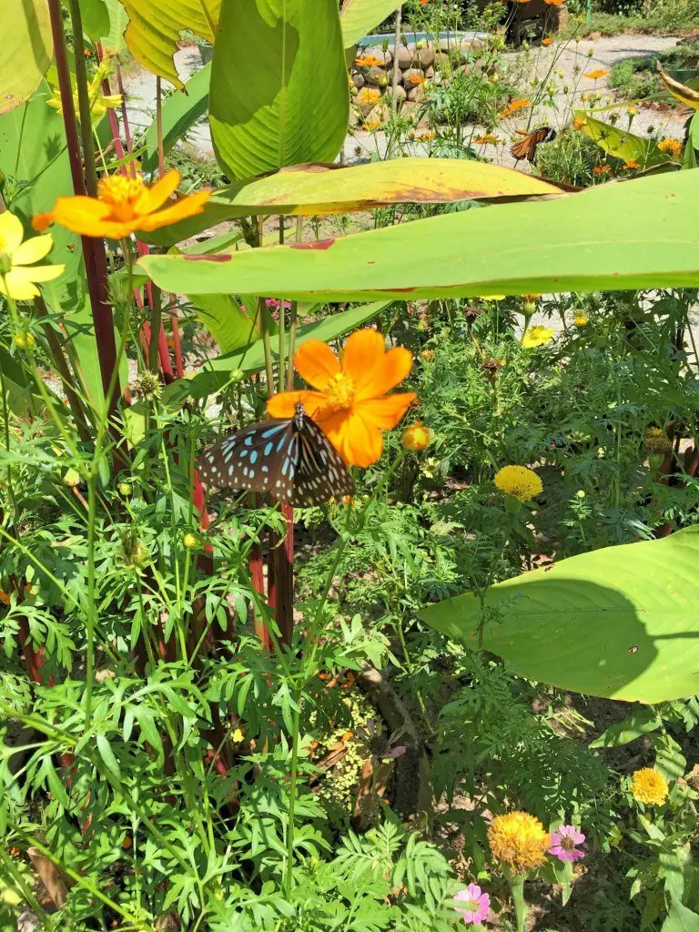 Beautiful gardens and pretty butterflies